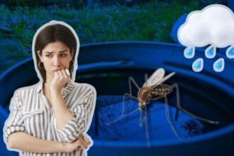 Cómo prevenir criaderos de mosquitos en casa durante lluvias 2026