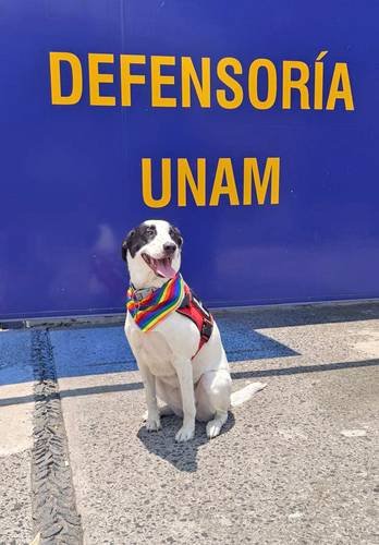 Perrita Epi brinda apoyo a víctimas de violencia de género en UNAM