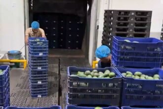EU reanuda inspección de aguacate en Michoacán pese a violencia