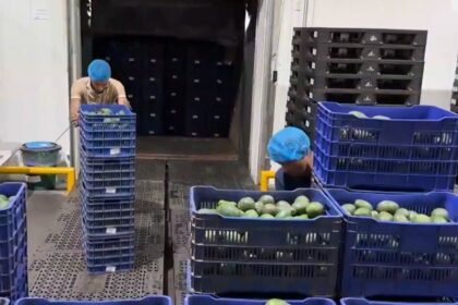 EU reanuda inspección de aguacate en Michoacán pese a violencia