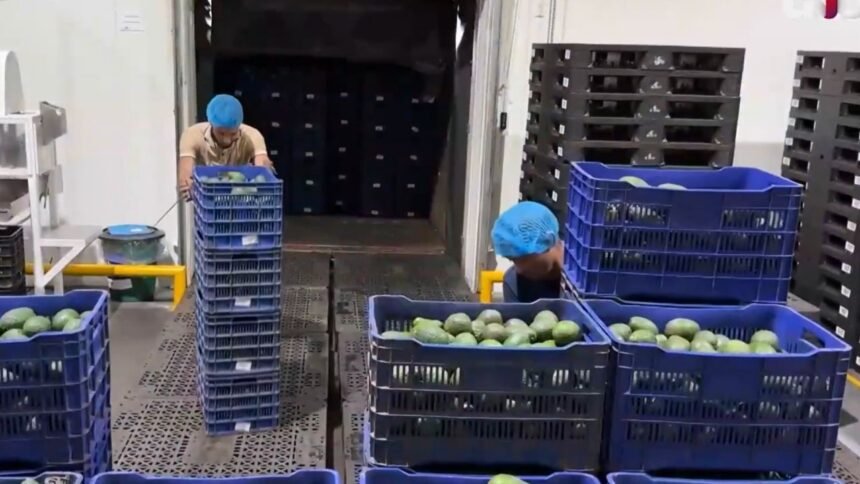 EU reanuda inspección de aguacate en Michoacán pese a violencia