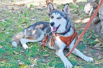 Ofrecen 940 servicios veterinarios gratuitos para mascotas en Chihuahua