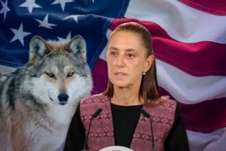 Sheinbaum solicita a EU cooperación para salvar al lobo mexicano