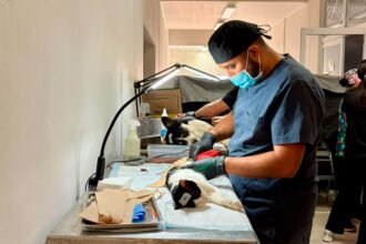 Esterilizan 407 mascotas y aplican 314 vacunas en Cuauhtémoc