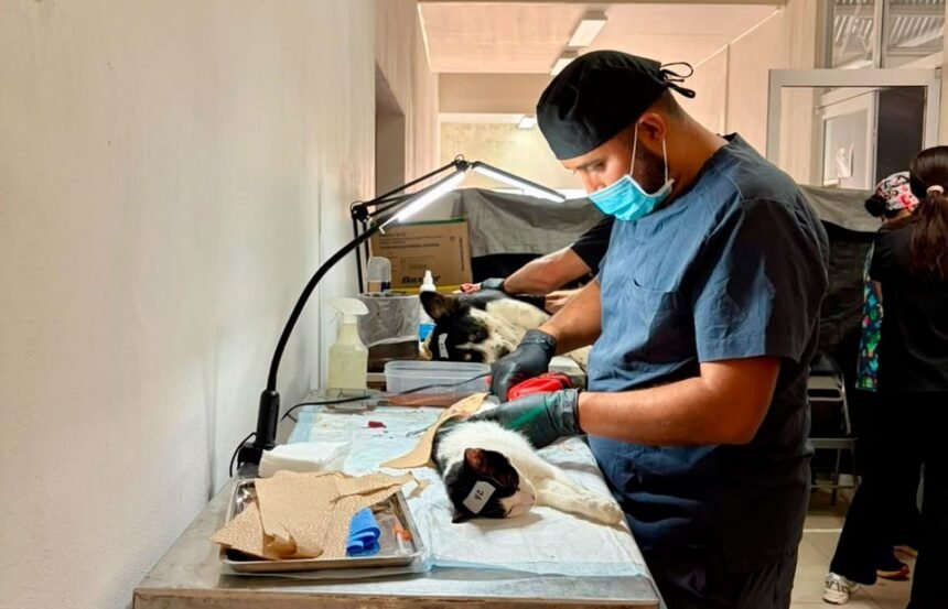 Esterilizan 407 mascotas y aplican 314 vacunas en Cuauhtémoc