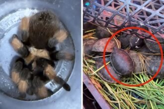 Profepa rescata 95 especies protegidas traficadas en Chihuahua