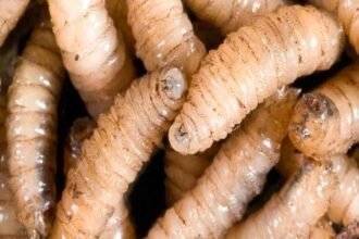 Chihuahua registra 85 casos de barrenador en cultivos agrícolas