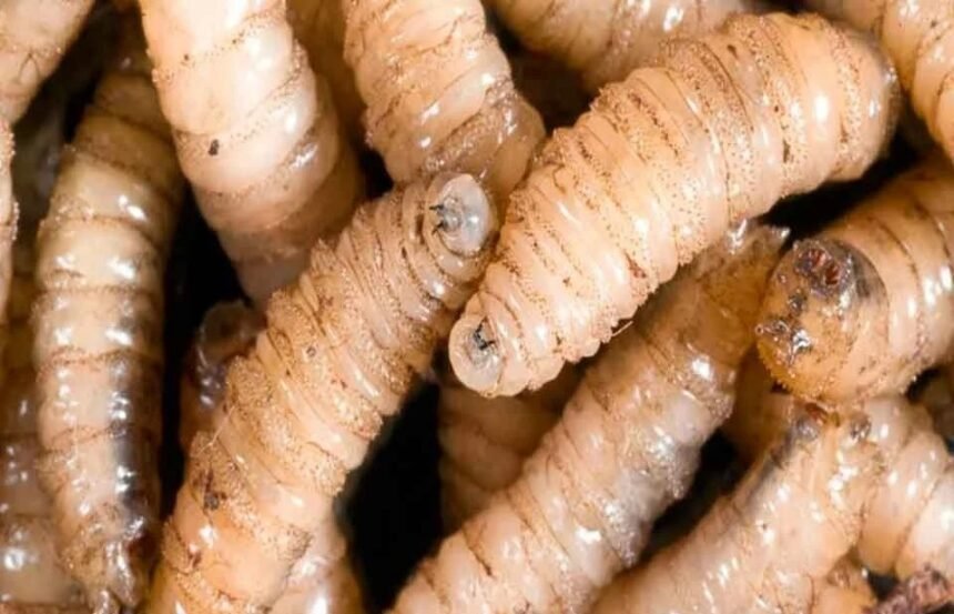 Chihuahua registra 85 casos de barrenador en cultivos agrícolas